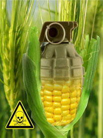 GMO contamination