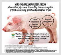 GMO-intestine-stomach-inflammation-pigs