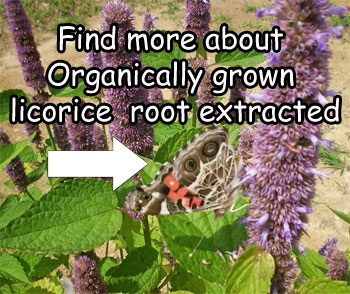 Licorice_Root