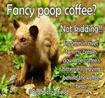 OrganicLiveFood-gangs-bring-you-poop-coffee-Kopi-Luwak-civet-coffee