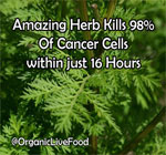 artemisinin-sweet-wormwood-chinese-herb-iron-can-kill-cancer-cells