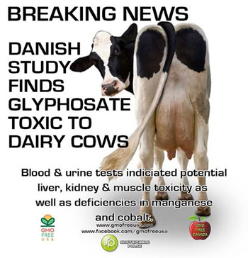 chemicals-in-milk-glyphosate-toxic-to-dairy-cows