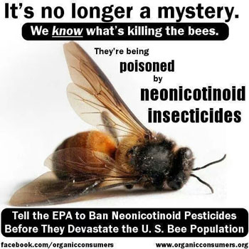 bees die because of Neonicotinoid pesticides manufactured by Bayer and Syngenta