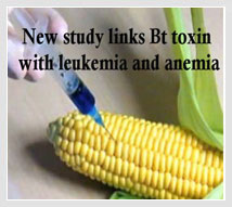 gmo-leukemia-anemia-health