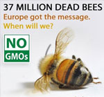 starving-hives-bees-exposed-to-systemic-pesticides-are-unable-to-gather-enough-pollen-neonicotinoids-kill-honeybees