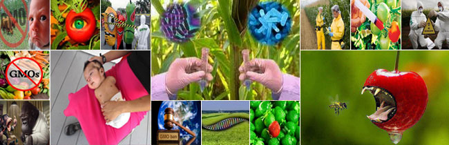 genetically-modified-organisms-toxic