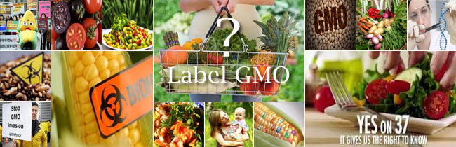 top-20-genetically-modified-foods