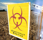 GM-wheat-Monsanto