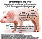 GMO-severe-stomach-inflammation-pigs-and-war-on-journalism