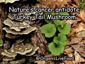 Turkey-tail-mushrooms-have-cancer-fighting-properties
