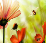 bee-superfoods