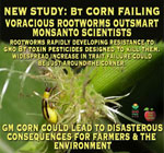 corn-rootworms-have-developed-resistant-to-Monsantos-toxic-Bt-toxin