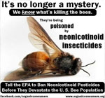 gmo-corn-treated-with-neonicotinoids-pesticides-manufactured-by-Bayer-Syngenta-kill-honeybees