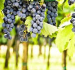grape-seed-extract-health-benefits-health