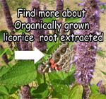 health-benefits-of-licorice-improving-immune-system-healing-stomach-ulcers