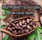 health-benefits-raw-cacao-beans-dark-chocolate