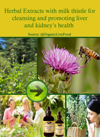 milk thistle for cleansing 