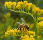 neonicotinoid-pesticide-bees-colony-collapse