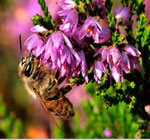 pesticides-neonicotinoids-ccd-bees