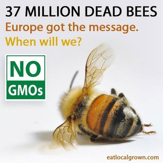starving-hives-bees-exposed-to-systemic-pesticides-are-unable-to-gather-enough-pollen-neonicotinoid-kill-honeybees