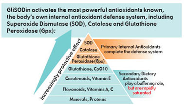 superoxide-dismutase-SOD-can-reduce-stress-boost-body-antioxidant-defense-by-reducing-cellular-damage