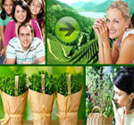thyroid-glands-herbs