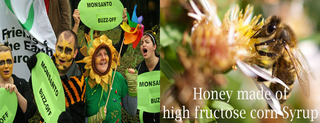 GMO-honey