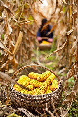 corn-farm